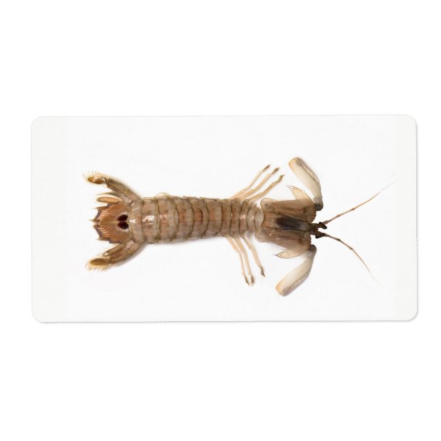 Langoustine (Front)