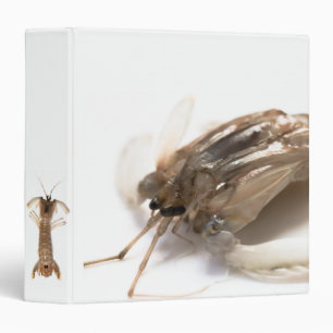 Langoustine Binder