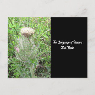Language of Flowers Bull Thistle Postcard