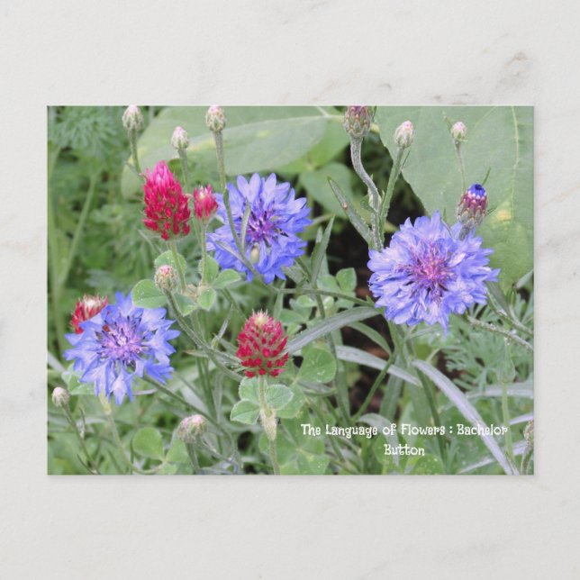 Langue des fleurs Bachelor Bouton Carte postale (Devant)