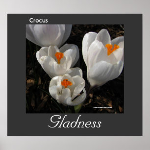 Langue des fleurs Crocus Gladness Poster