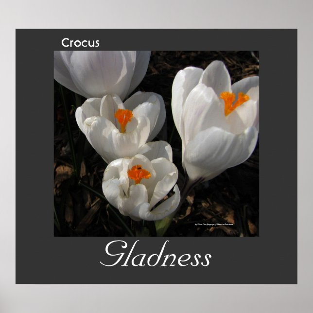 Langue des fleurs Crocus Gladness Poster (Devant)