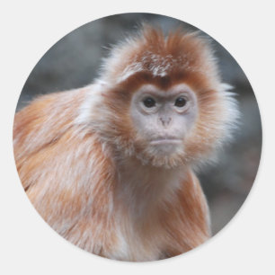 Langur  Stickers