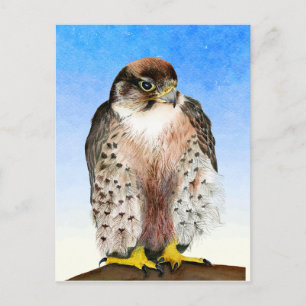 Lanner Falcon Bird Watercolor Painting Postcard