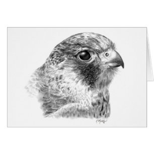 Lanner Falcon Drawing