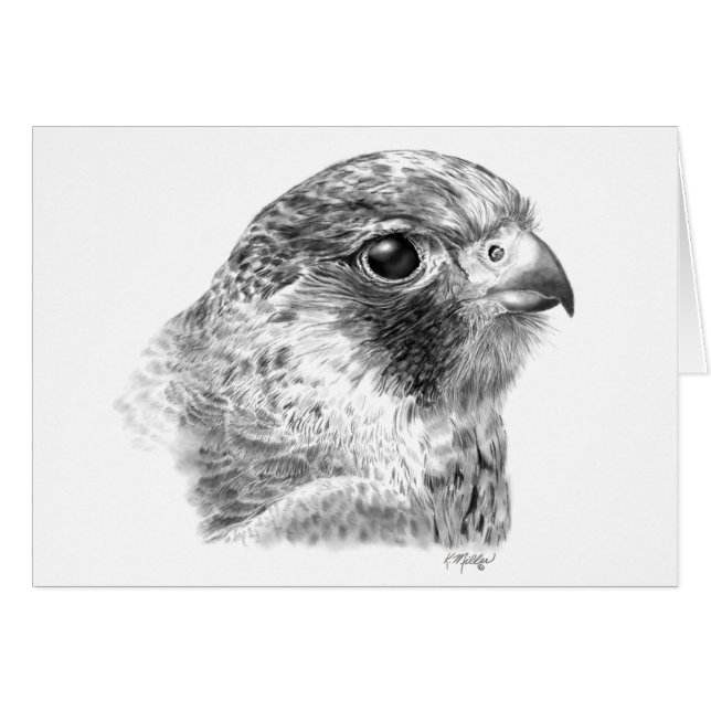 Lanner Falcon Drawing (Front Horizontal)