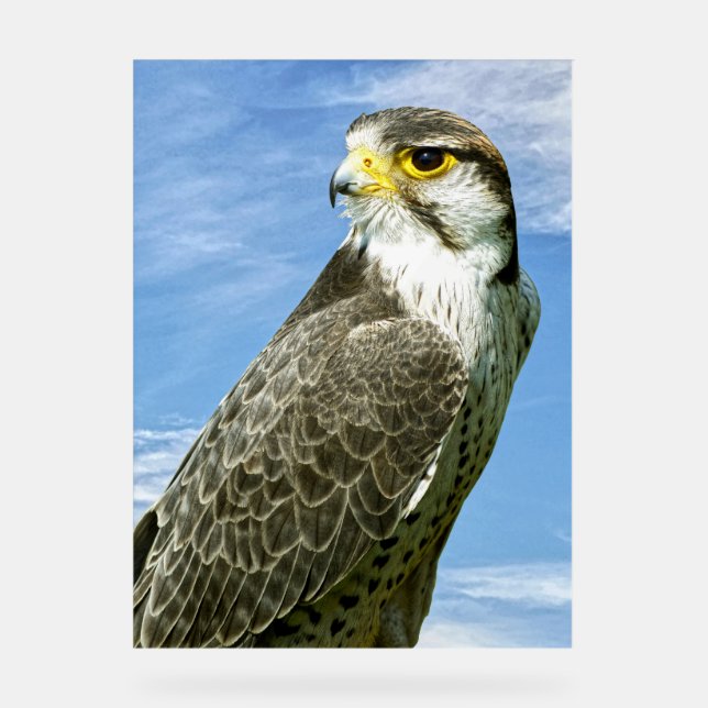 Lanner Falcon perché (Recto)