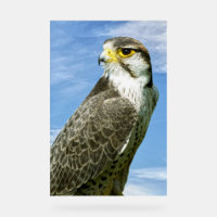 Lanner Falcon perché
