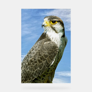 Lanner Falcon perché
