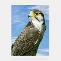 Lanner Falcon perched
