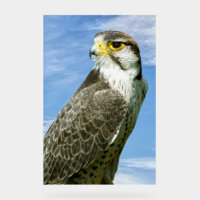 Lanner Falcon perched