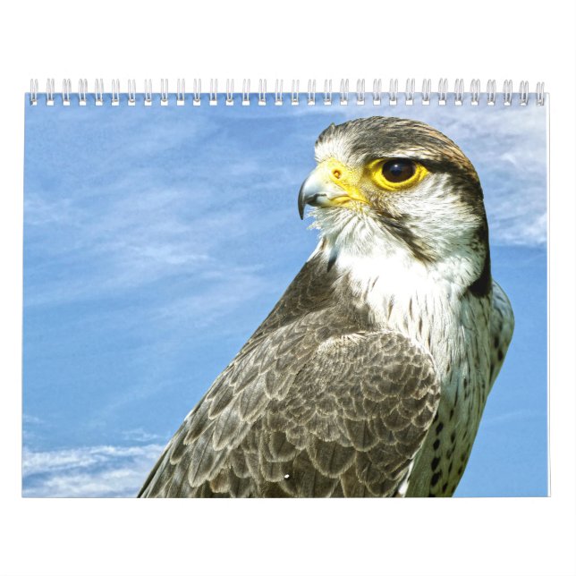 Lanner Falcon perched Calendar (Cover)
