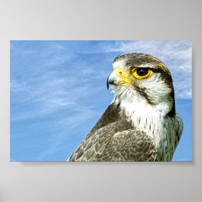 Lanner Falcon perched Poster (Front)