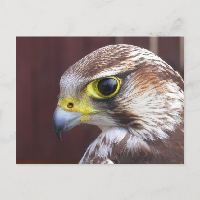 Lanner Falcon Postcard (Front)
