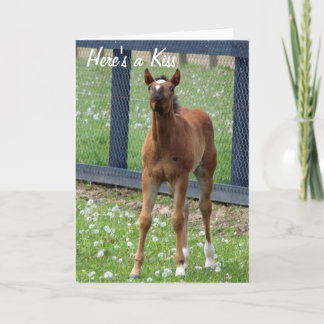 L'anniversaire de cheval embrasse la carte