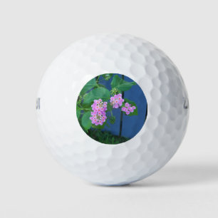 Lantana and blue fence on Golf Ball