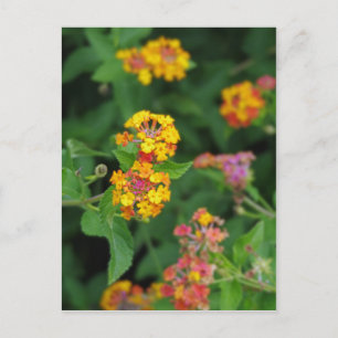 Lantana Camara Flowers Postcard