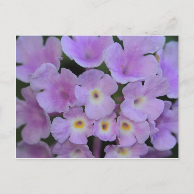 Lantana Flower Postcard (Front)