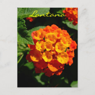 Lantana flower postcard