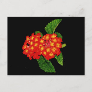 Lantana Postcard