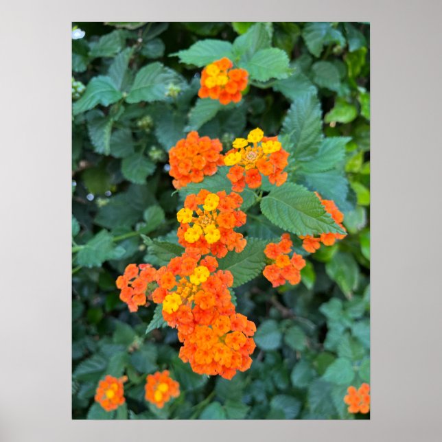 Lantana Poster (Front)