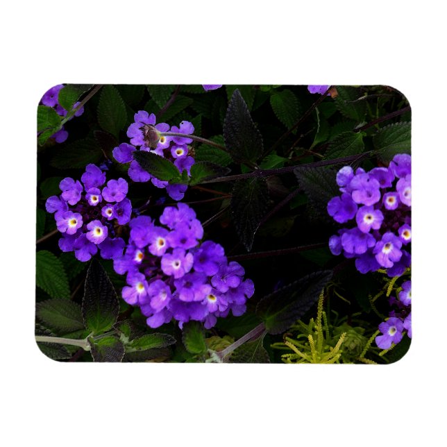 Lantana pourpre de suivi #1 Magnet (Horizontal)