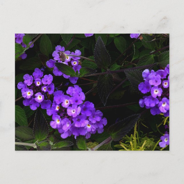 Lantana pourpre Trail #1 Carte postale (Devant)