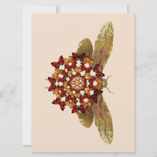 Lantern Fly and Butterfly Mandala Announcement