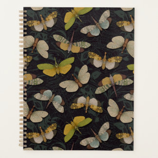 Lanternflies - Pyrops Candelaria & autres Planthop