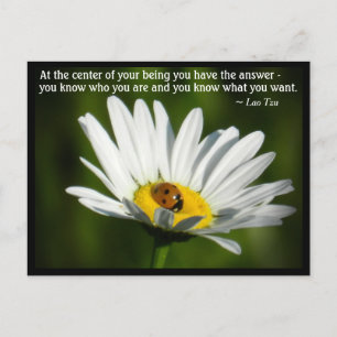 Lao Tzu Quote Ladybird Daisy Inspiring Motivation Postcard