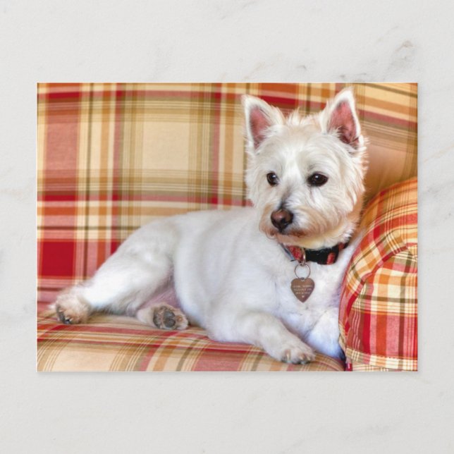 Lap Of Luxury Postcard (Front)