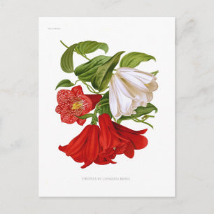 Lapageria rosea.(Chilean bellflower) Postcard