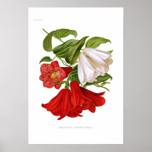Lapageria rosea.(Chilean bellflower) Poster