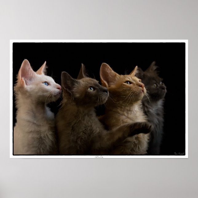 LaPerm cats Poster (Front)
