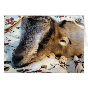 Lapin