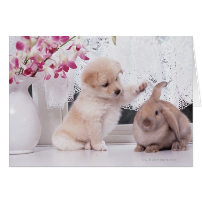 Lapin à oreille de marionnettes et de lop (Devant horizontal)