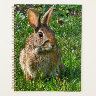 Lapin à queue blanche de l'Est