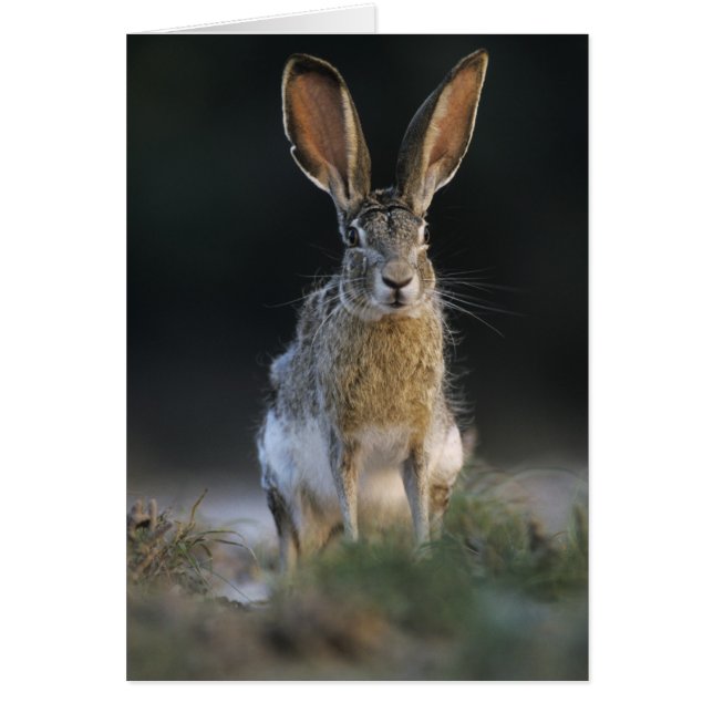 Lapin à queue noire, Lepus californicus, 2 (Devant)