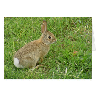 Lapin Bébé Sur La Pelouse