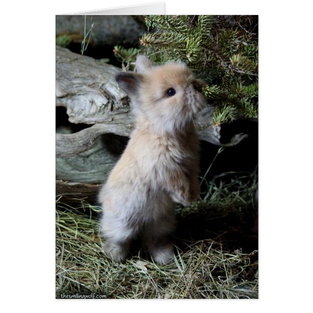 Lapin câlin de Lionhead (Devant)