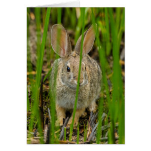 Lapin Cottontail du désert