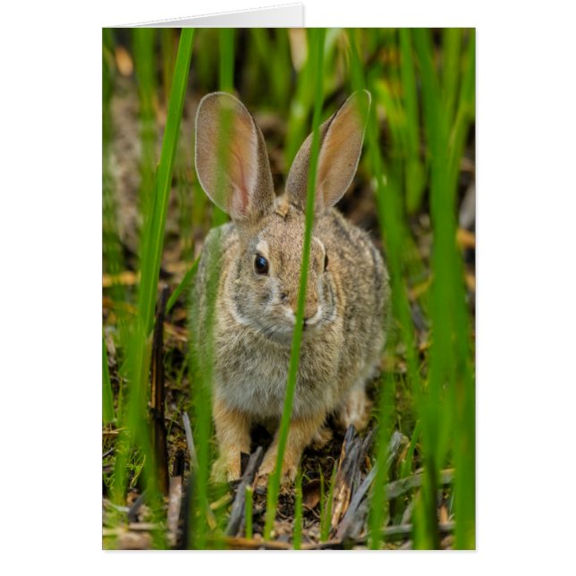 Lapin de Cottontail du désert (Devant)