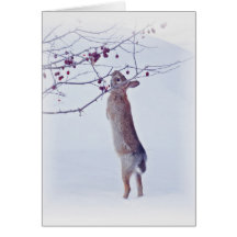 Lapin de crabon - Lapin