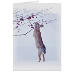 Lapin de crabon - Lapin