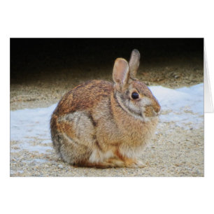 Lapin de mars