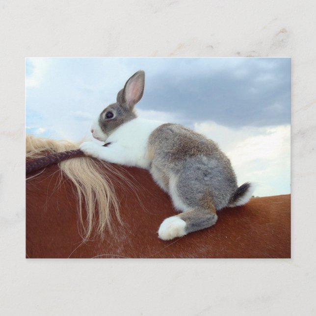 Lapin hollandais à cheval carte postale (Devant)