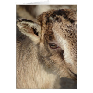 Lapin la chèvre
