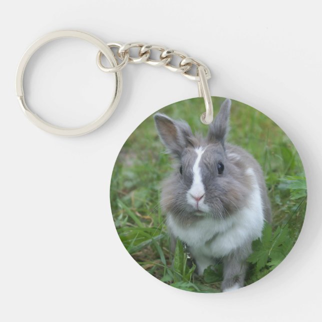 Lapin lapin (Devant)