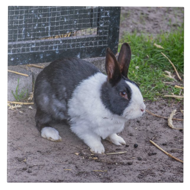 Lapin lapin près carreau en céramique (Devant)