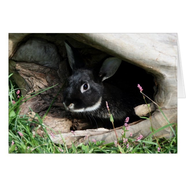 Lapin noir (Devant horizontal)